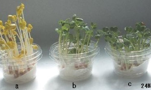 维生素a的药哪个好、维生素a制剂有哪些 -维生素A中药网